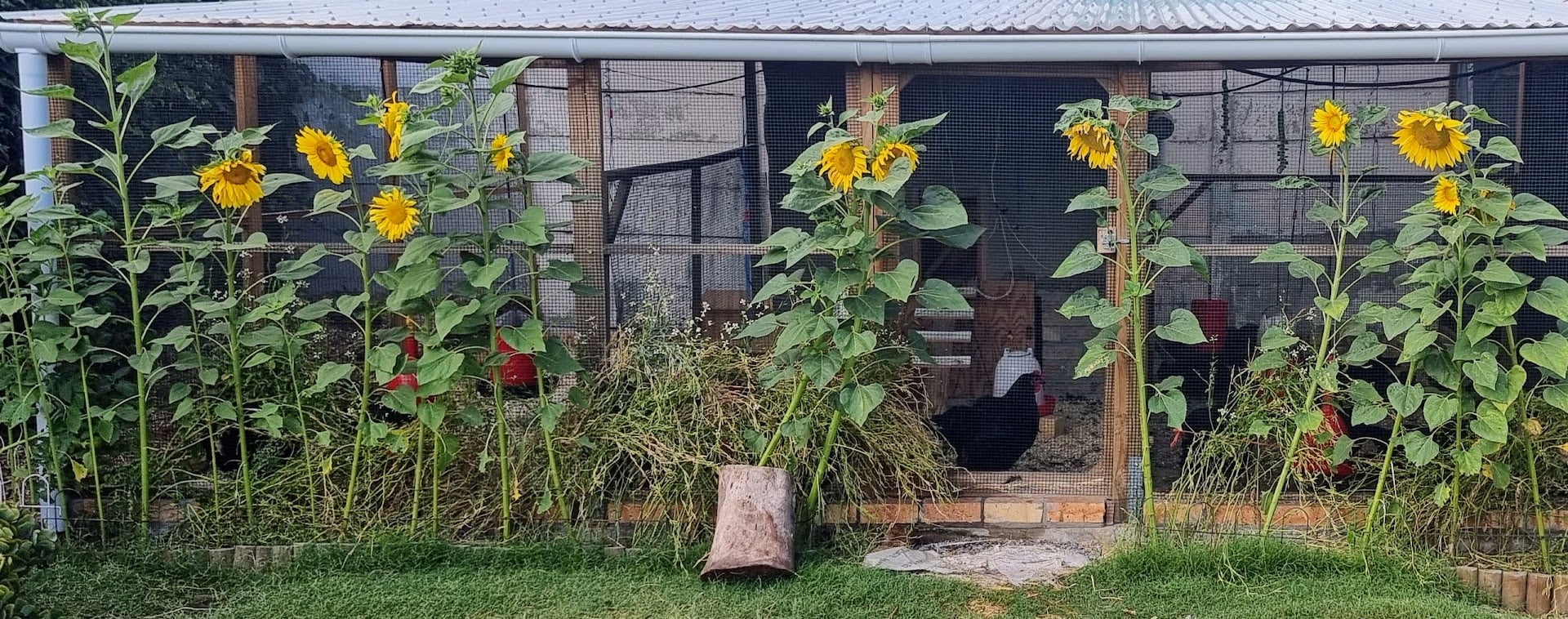 Chicken farm